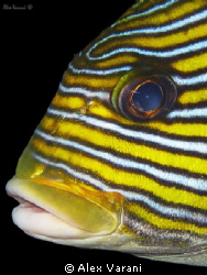 Plectorhincus vittatus by Alex Varani 